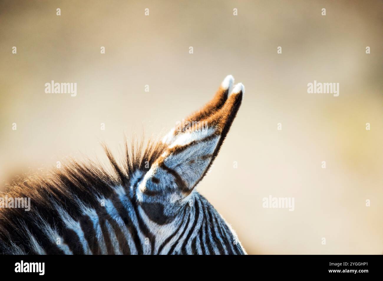 Abstract, Africa, Bush, Ear, Provincia del Capo Orientale, Mountain Zebra (Equus zebra), Mountain Zebra National Park, natura, Nessuna gente, all'aperto, Safari, S Foto Stock