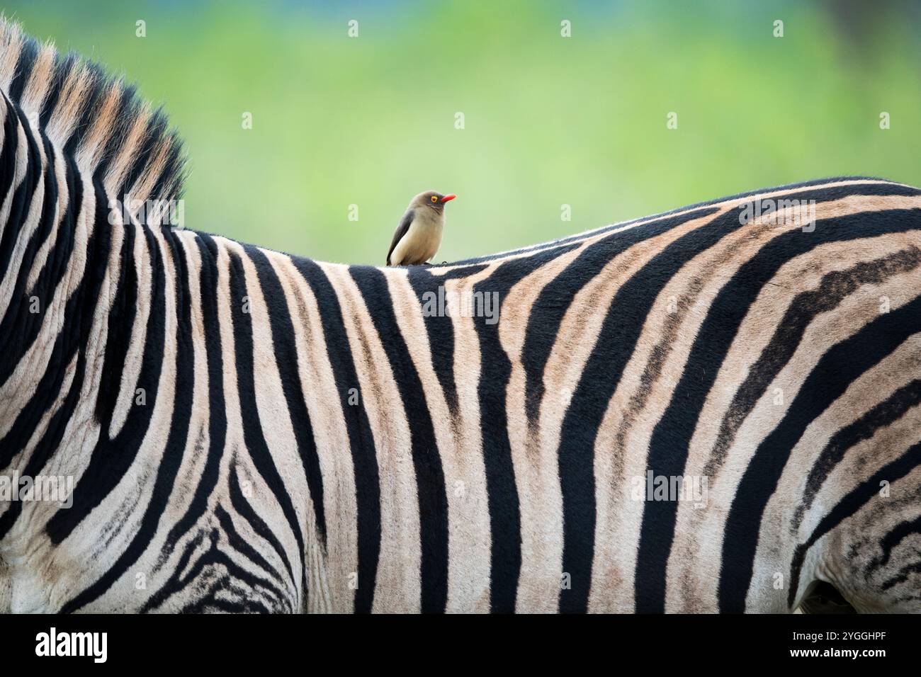 Africa, Bird, Bush, Itala Game Reserve, KwaZulu-Natal, natura, specie vicine a minacciate - Lista rossa IUCN, Nessuna gente, all'aperto, pecorina a becco rosso (Buph Foto Stock
