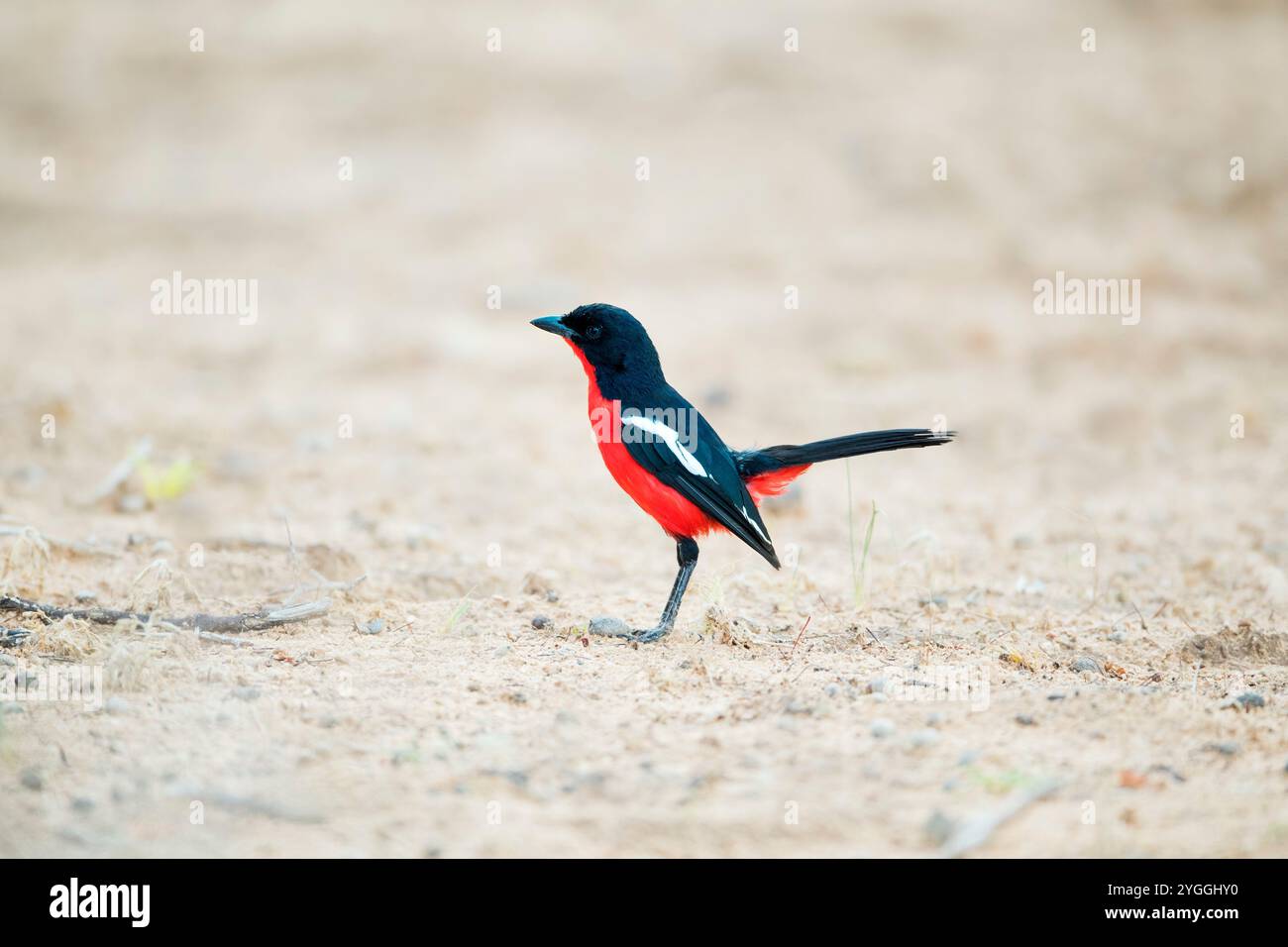Africa, allerta, bellezza nella natura, uccelli, uccelli selvatici, Bush, gambero petto di Crimsonbreasted (Laniarius atrococcineus), Curoius, deserto, Kgalagadi Transfron Foto Stock