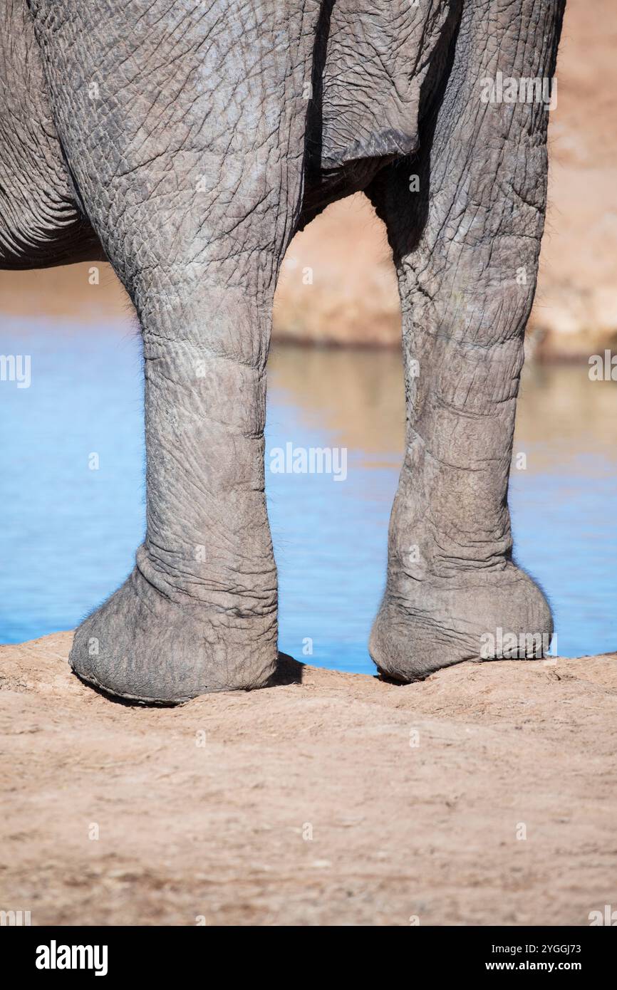 Abstract, Parco Nazionale degli Elefanti di Addo, Africa, animali selvatici, Big 5 Animal, Bush, Provincia del Capo Orientale, Elefante (Loxodonta africana), in pericolo Foto Stock