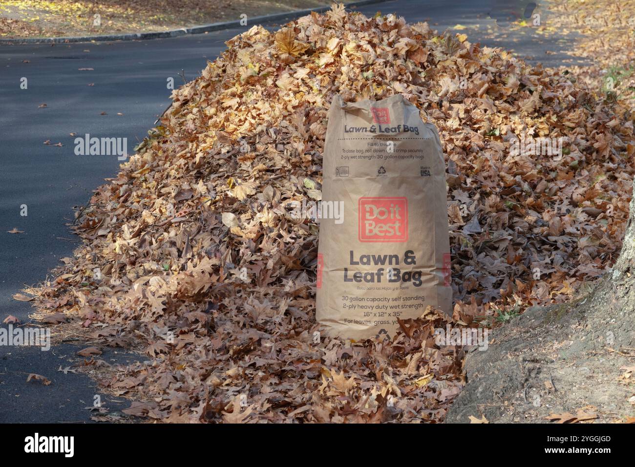 Smaltimento e pulizia delle foglie di alberi marroni in una strada a Katonah, Westchester, New York. Foto Stock