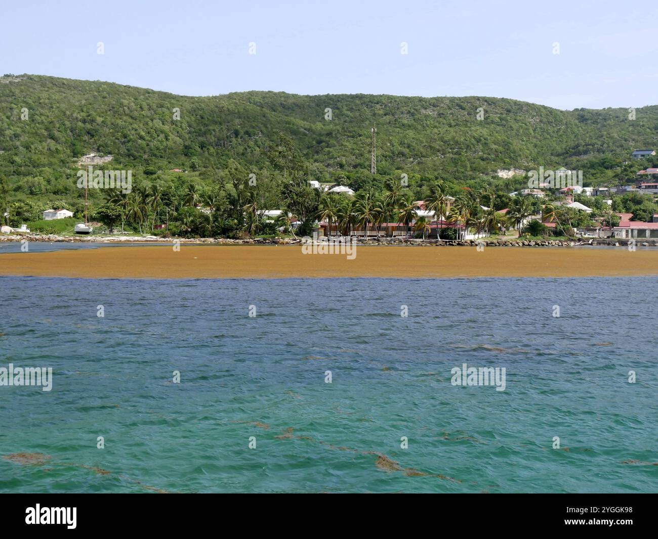 sargassum in paradiso, il sargassum galleggiante invade spesso la costa dell'isola di Desirade, nelle indie occidentali francesi Foto Stock