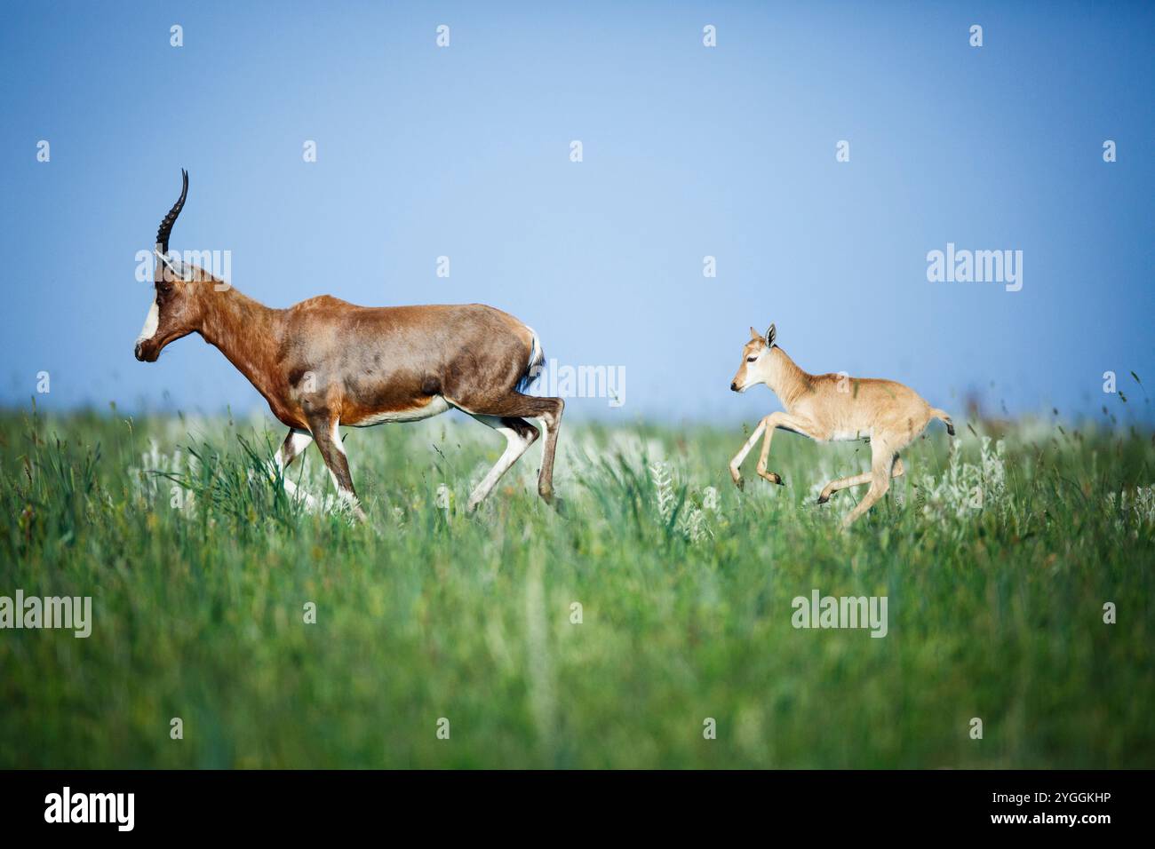 Blesbok, Sudafrica Foto Stock