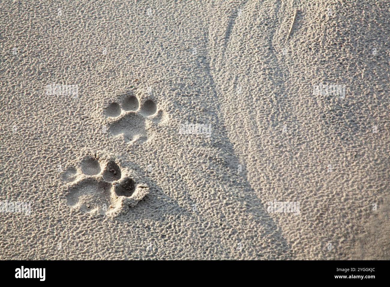 Lion Tracks, Chobe National Park, Botswana Foto Stock