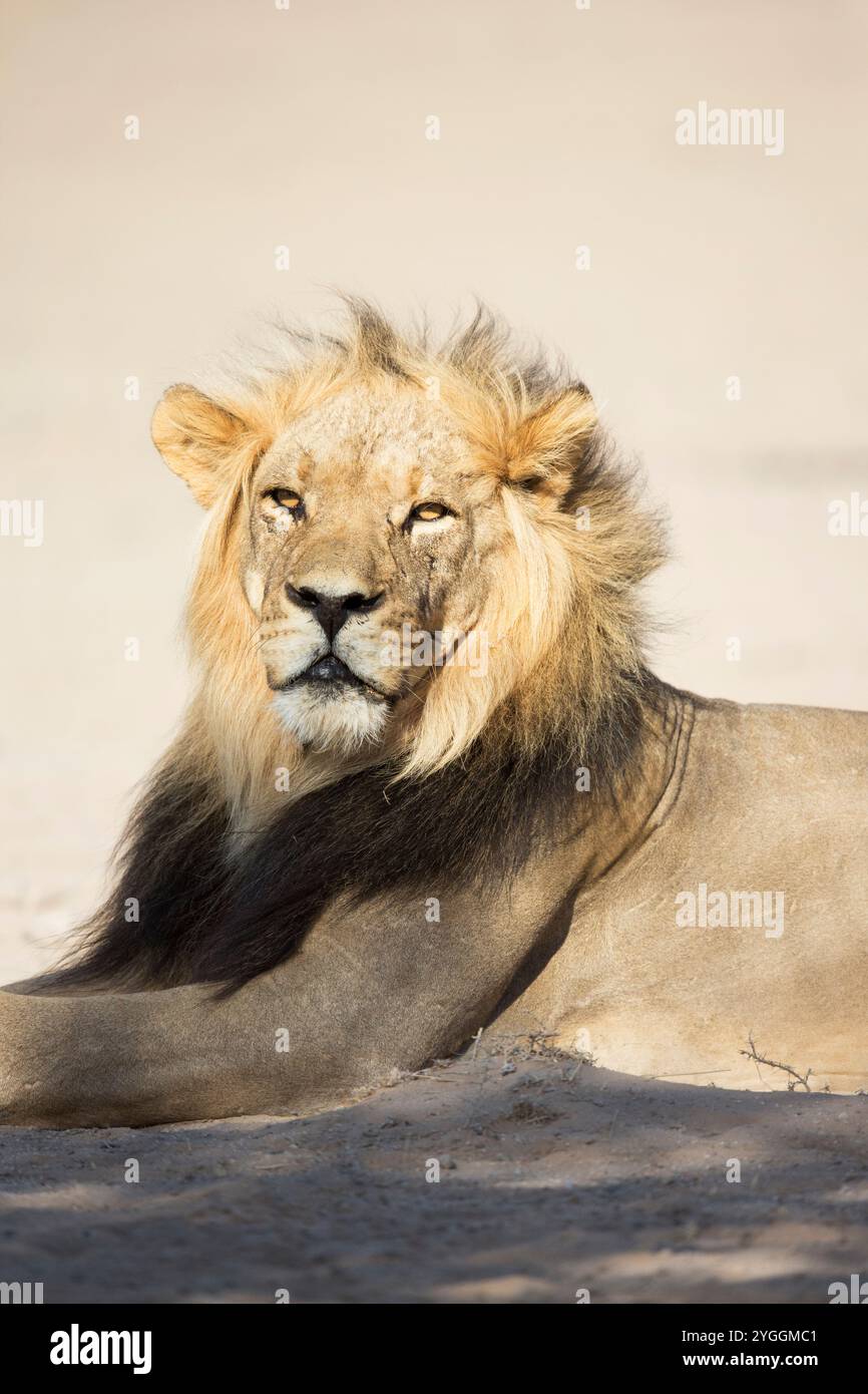 Lion, Kgalagadi Transborder Park, Sudafrica Foto Stock