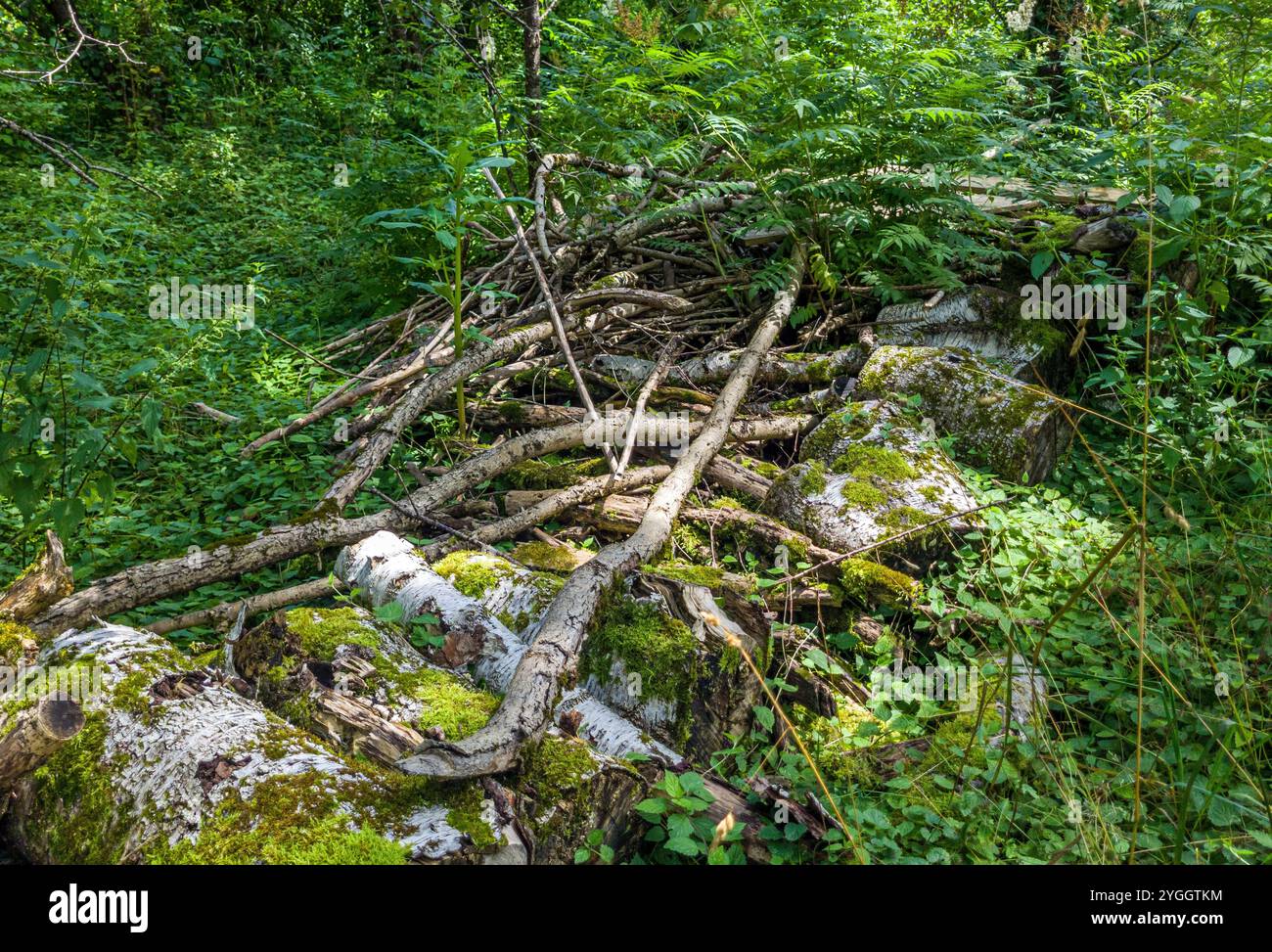 Pila di legno di deadwood in una foresta, conservazione pratica della natura, sito di nidificazione e raccolta di uccelli e insetti, Benediktbeuern, Baviera, Germania, Europa Foto Stock