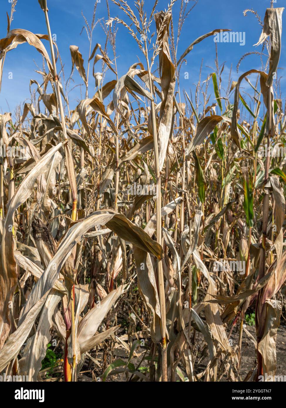 Campo di granturco essiccato, cambiamenti climatici, danni da calore, Baviera, Germania, Europa Foto Stock