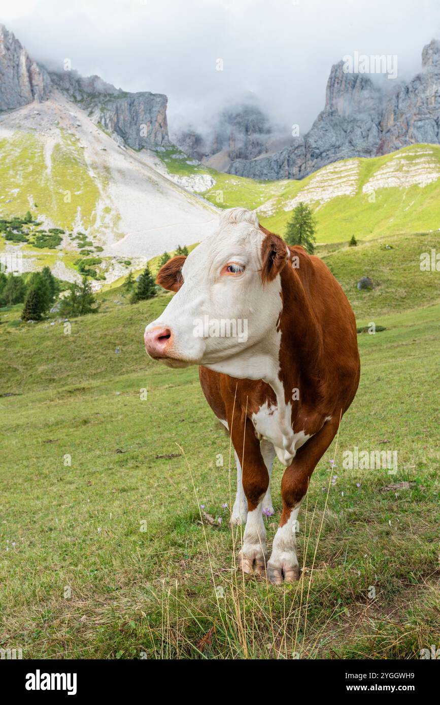 La mucca è un animale che spesso ci accompagna nelle nostre escursioni in montagna. Europa, Italia, Trentino alto Adige, Val di Fassa, passo San Pellegrino, sor Foto Stock