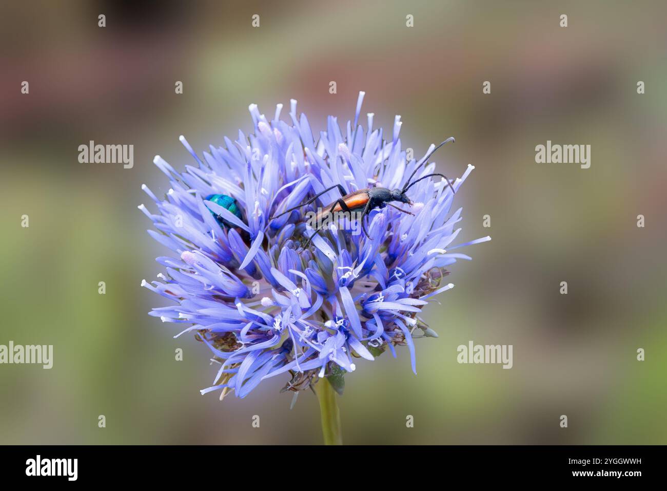Primo piano di fiori coleottero longhorn, Stenurella melanura, foraggiamento su fiore di pecora, Jasione montana su sfondo sfocato Foto Stock