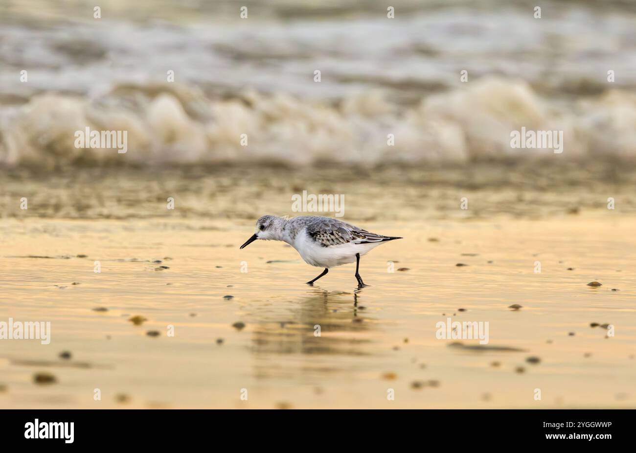 Sandpiper a tre dita, Calidris alba, piumaggio invernale e foraggio sulla sabbia bagnata per piccoli animali lasciati alle spalle mentre cammini sulla spiaggia bagnata al sole del mattino Foto Stock