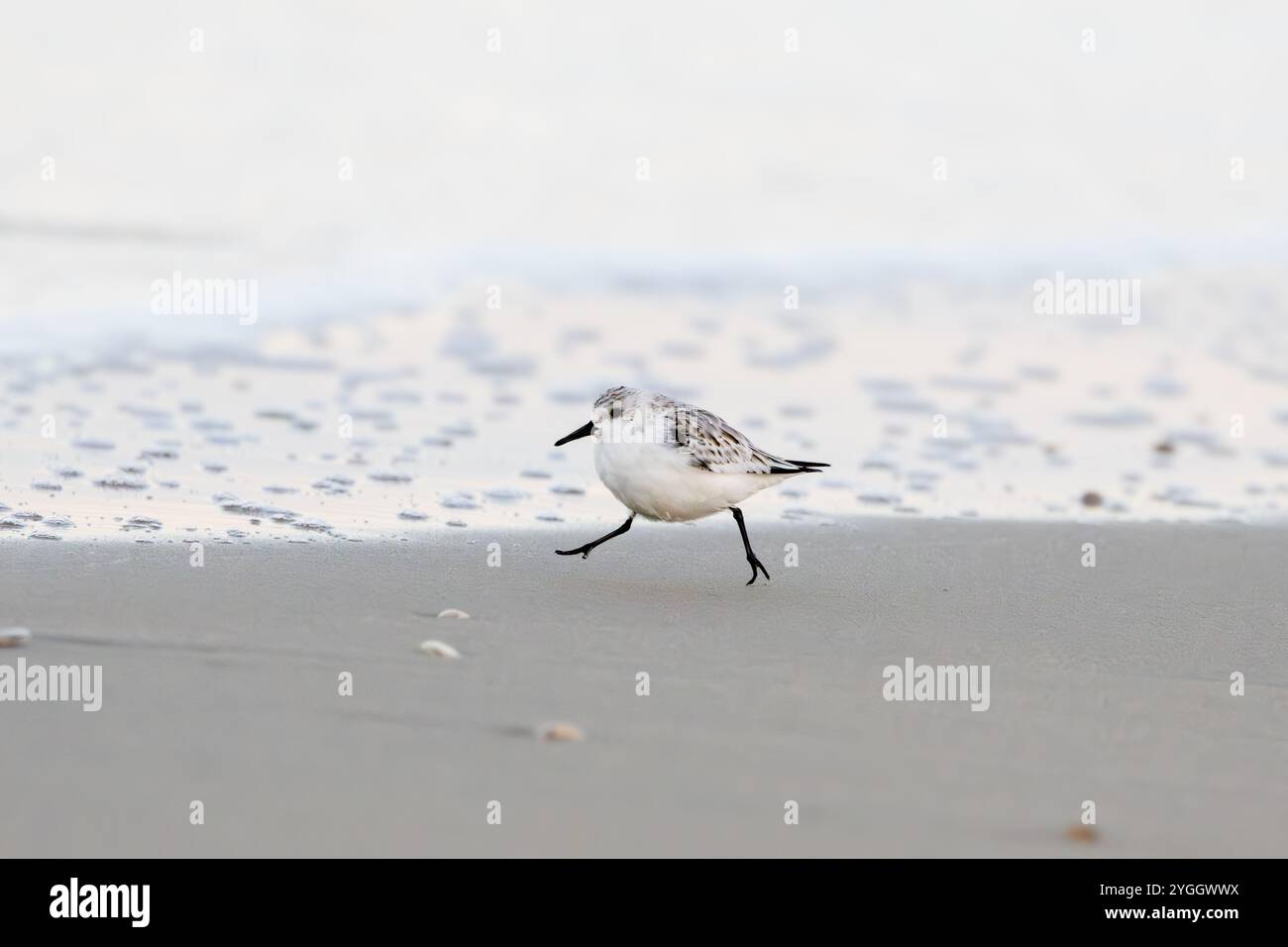 Sandpiper a tre dita, Calidris alba, piumaggio invernale che corre libero da terra lungo la linea delle maree per superare le onde e nutrirsi sulla sabbia bagnata Foto Stock