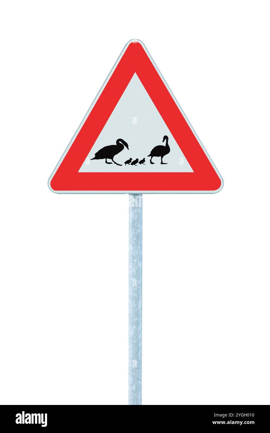 Wild Ducks and Ducklings Crossing Ahead cartello stradale di avvertimento, grande dettagliato isolato verticale lato strada attenzione alla segnaletica uccelli selvatici Closeup Foto Stock