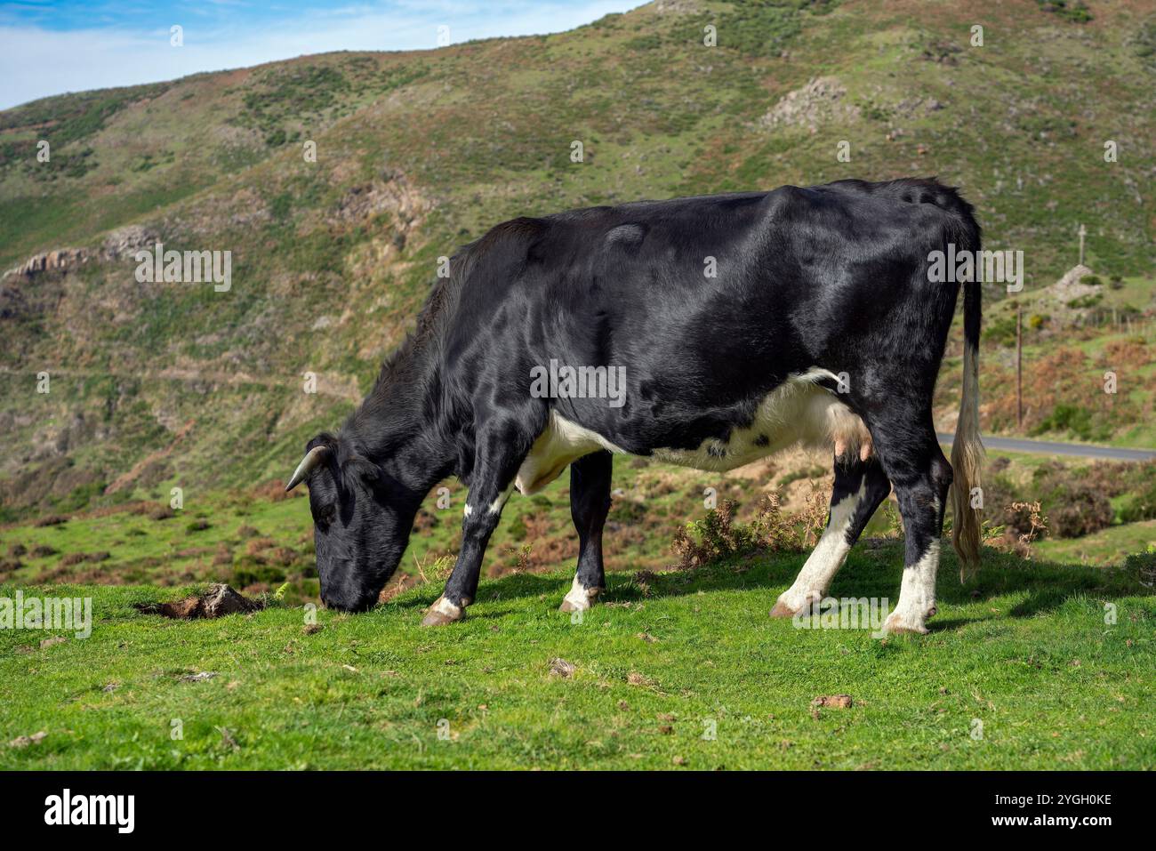 Canhas, mucca nera sul pascolo Foto Stock