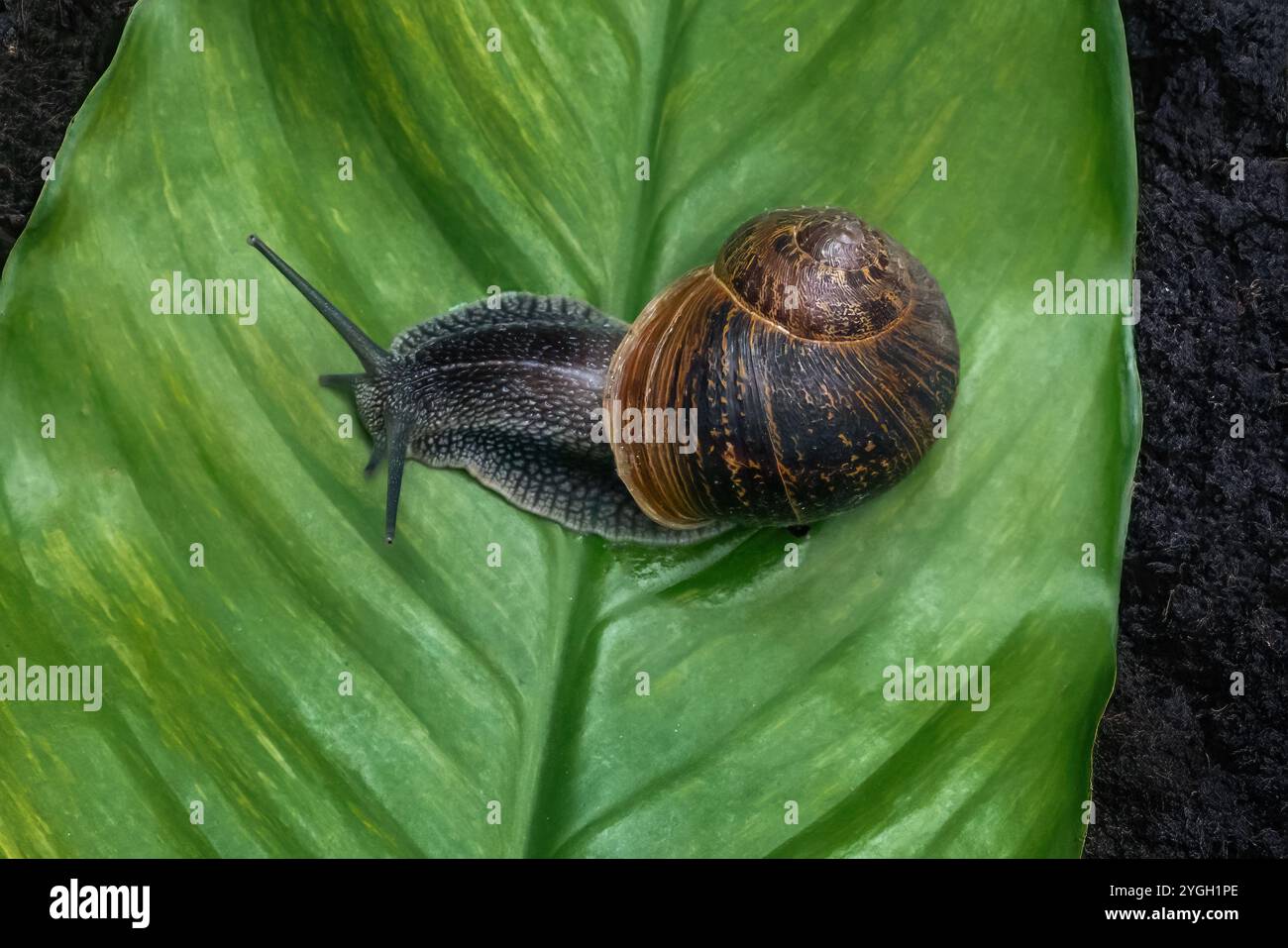 Chiocciola da giardino su conchiglia (Cornu aspersum) Foto Stock