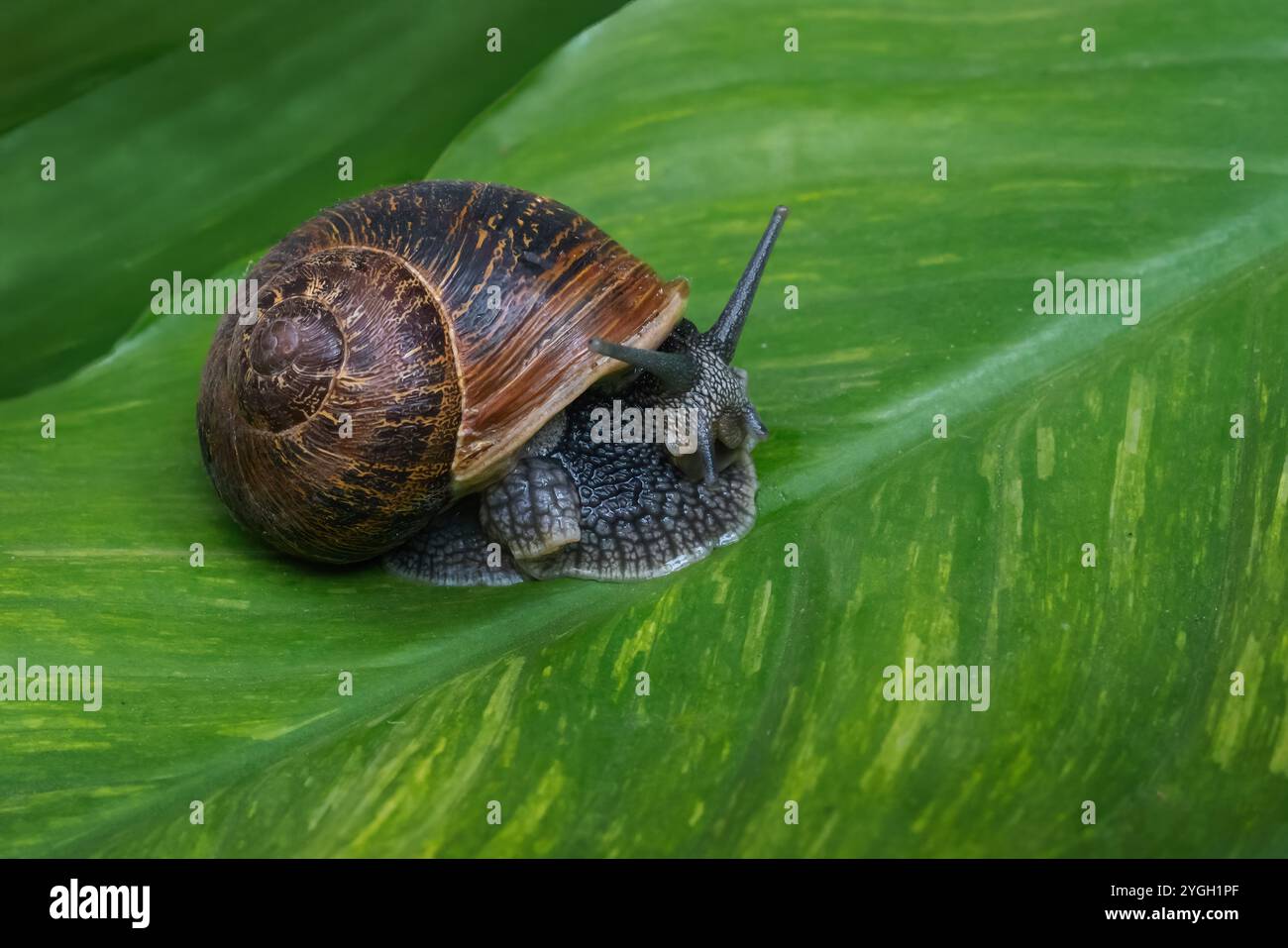 Chiocciola da giardino su conchiglia (Cornu aspersum) Foto Stock