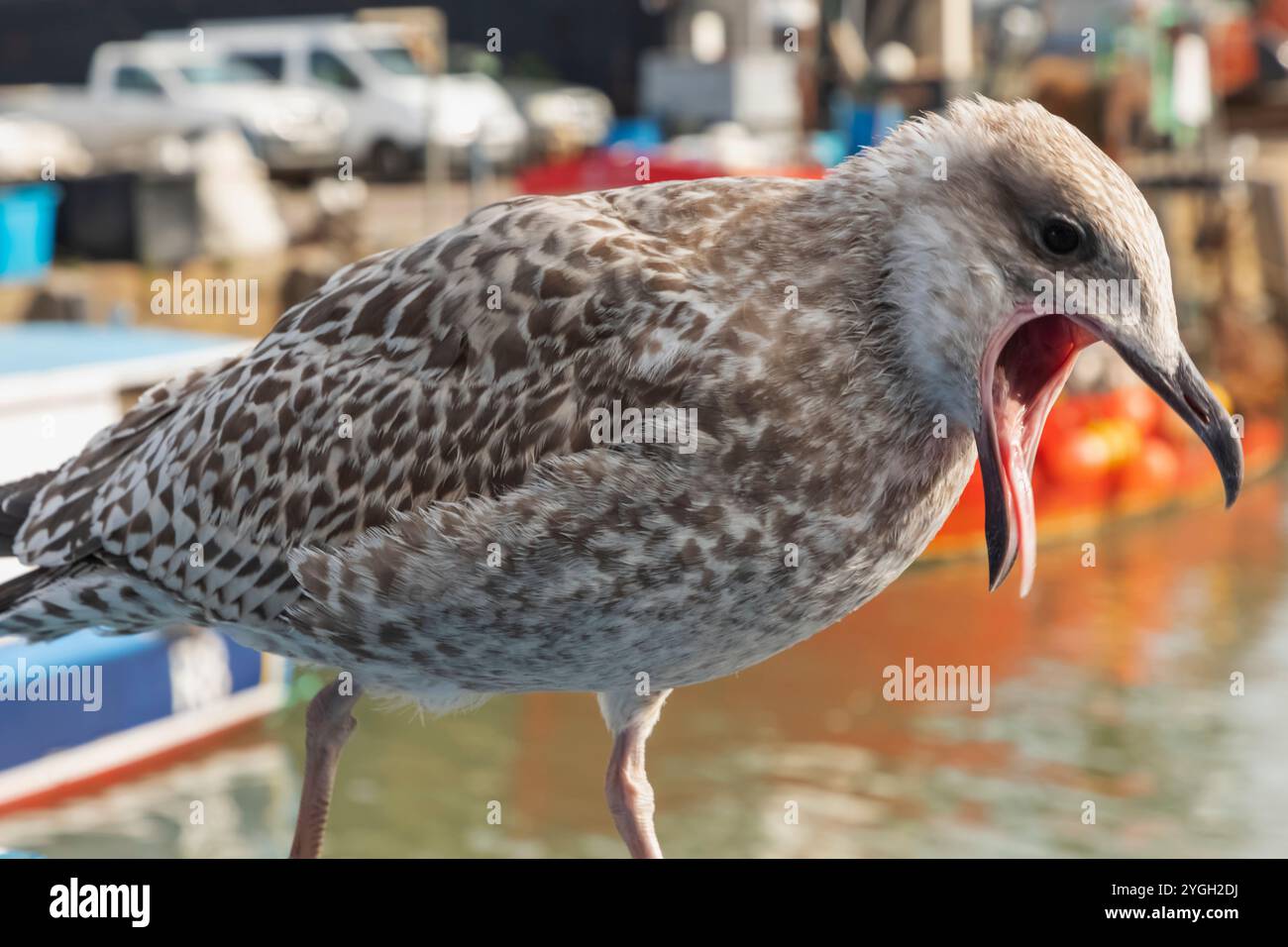 Inghilterra, Kent, Whitstable, Whitstable Harbour, Baby Seagull Foto Stock