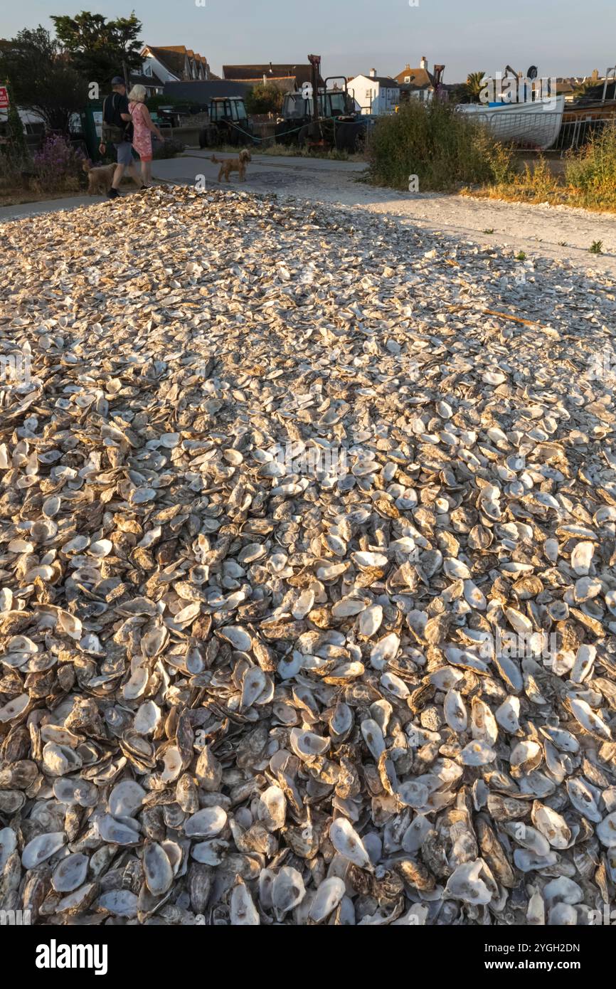 Inghilterra, Kent, Whitstable, Whitstable Harbour, scartato Oyster Shells on Beach Foto Stock