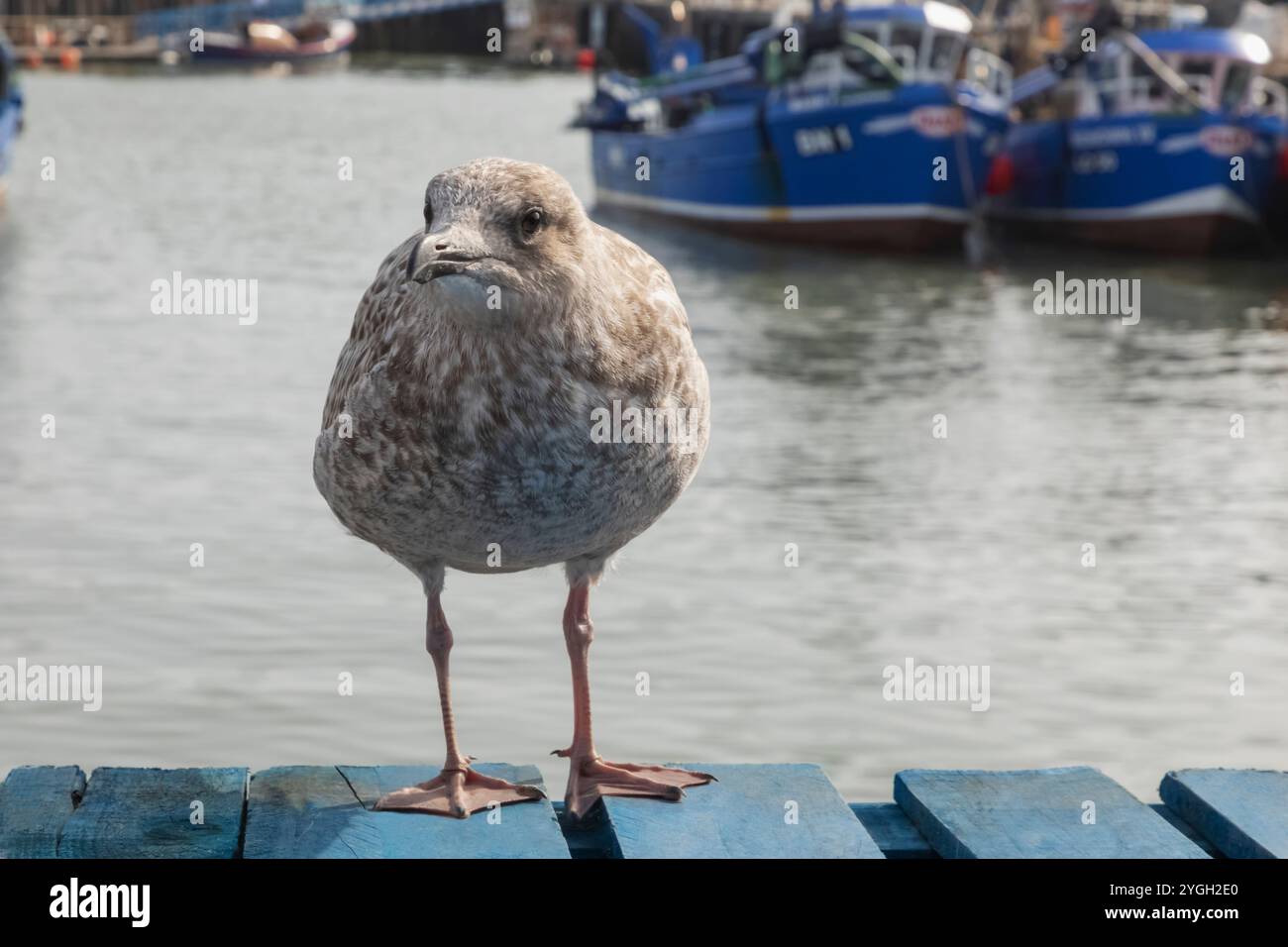 Inghilterra, Kent, Whitstable, Whitstable Harbour, Baby Seagull Foto Stock