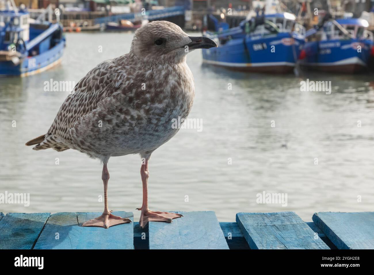 Inghilterra, Kent, Whitstable, Whitstable Harbour, Baby Seagull Foto Stock