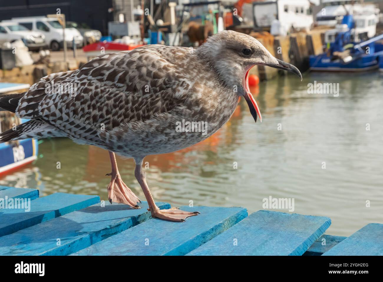 Inghilterra, Kent, Whitstable, Whitstable Harbour, Baby Seagull Foto Stock