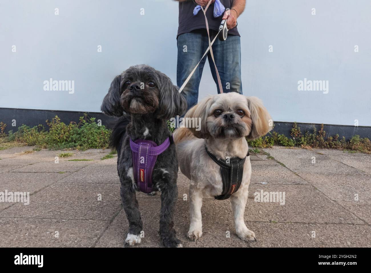 Inghilterra, Kent, Whitstable, Tankerton, due simpatici cani in testa Foto Stock
