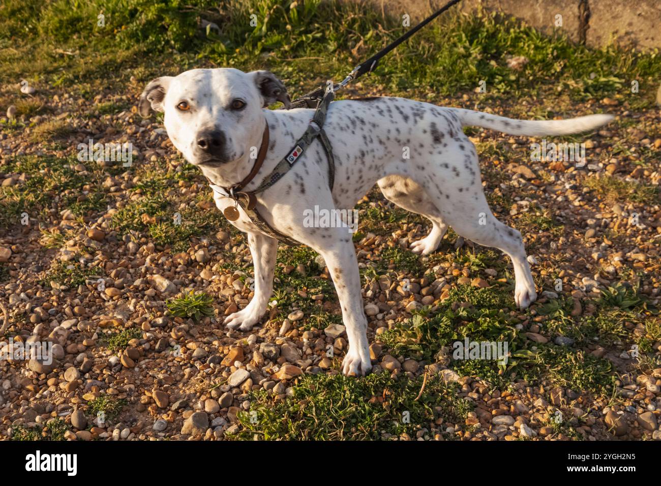 Inghilterra, Kent, Whitstable, Tankerton, cute Dog on Lead Foto Stock