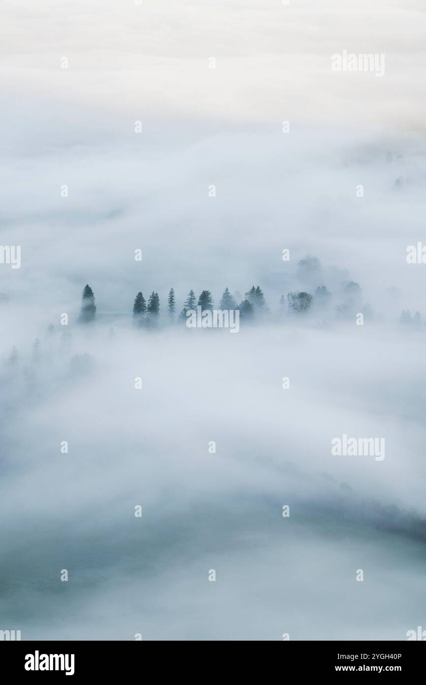 Atmosfera mattutina autunnale sui prati di Allgäu e sul paesaggio forestale immersi in un mare fiabesco di nebbia Foto Stock