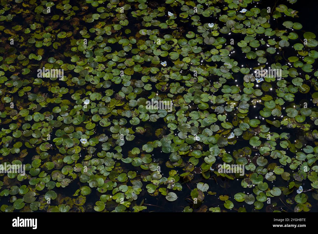 Foglie galleggianti a forma di cuore e fiori di frogbit, Germania Foto Stock