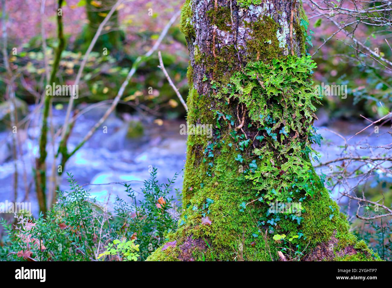 Una vista del vibrante Lobaria pulmonaria lichen che copre un tronco di alberi muschiati nella lussureggiante foresta verde. Foto Stock