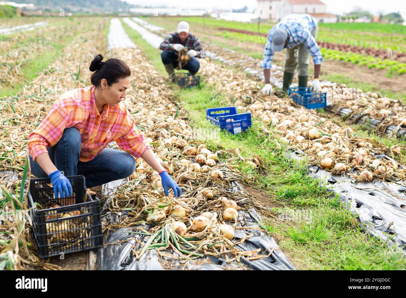 Gruppo multietnico di lavoratori agricoli che raccolgono cipolla Foto Stock