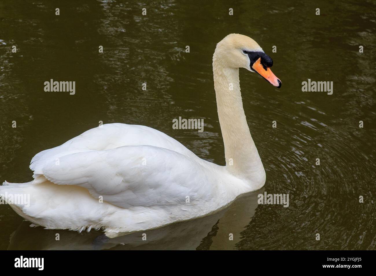 25 aprile 24 Un cigno muto solitario sul canale di Bath, Somerset in Inghilterra all'inizio della primavera Foto Stock