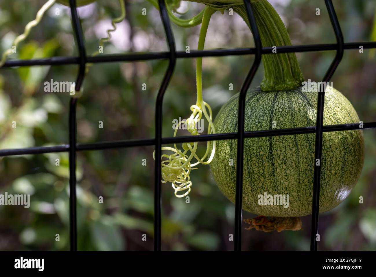 Zucca dello zucchero che inizia a crescere su una vite sulla recinzione durante la primavera. Foto Stock