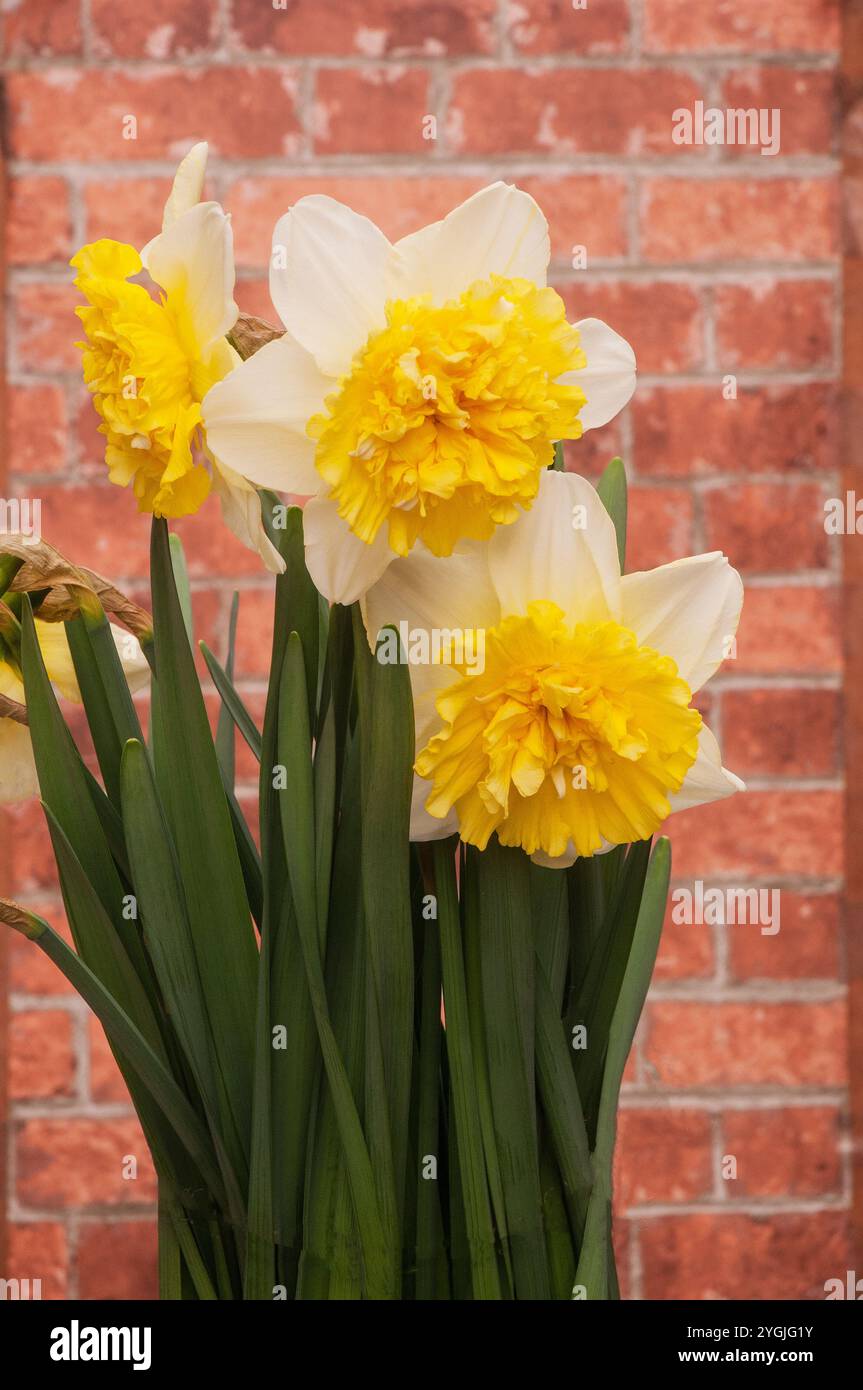 Primo piano di un gruppo di Narcissus Full House in primavera. Questo è un doppio narciso della divisione 4 di Limone e bianco ed è un perenne deciduo Foto Stock