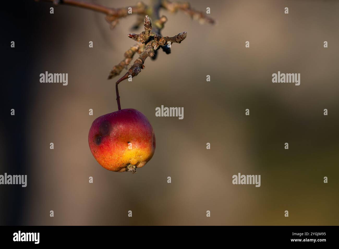 Primo piano di pome di crabapple (Malus sp.) in autunno. Sfondo con rametto di crabapple e frutta. Giardinaggio ornamentale. Foto Stock