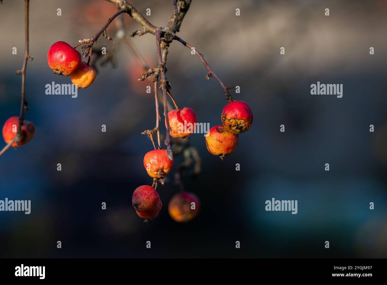 Primo piano di pome di crabapple (Malus sp.) in autunno. Sfondo con rametto di crabapple e frutta. Giardinaggio ornamentale. Foto Stock