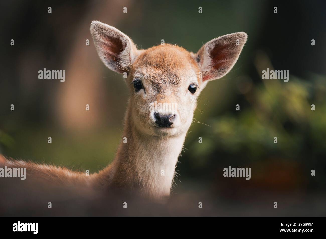 Ritratto di un giovane capriolo Foto Stock