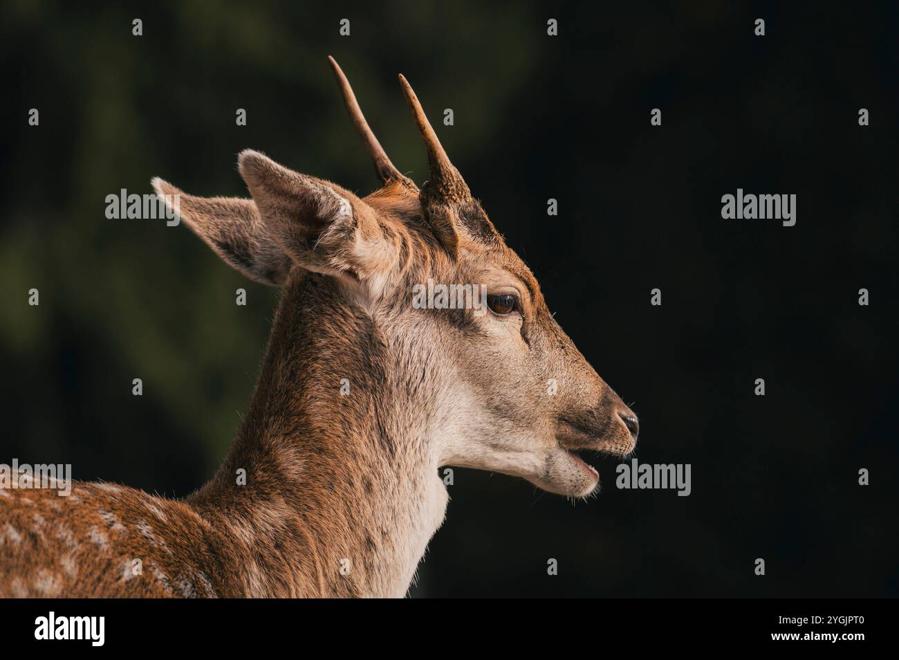 Ritratto di un giovane capriolo con attacco a corno Foto Stock