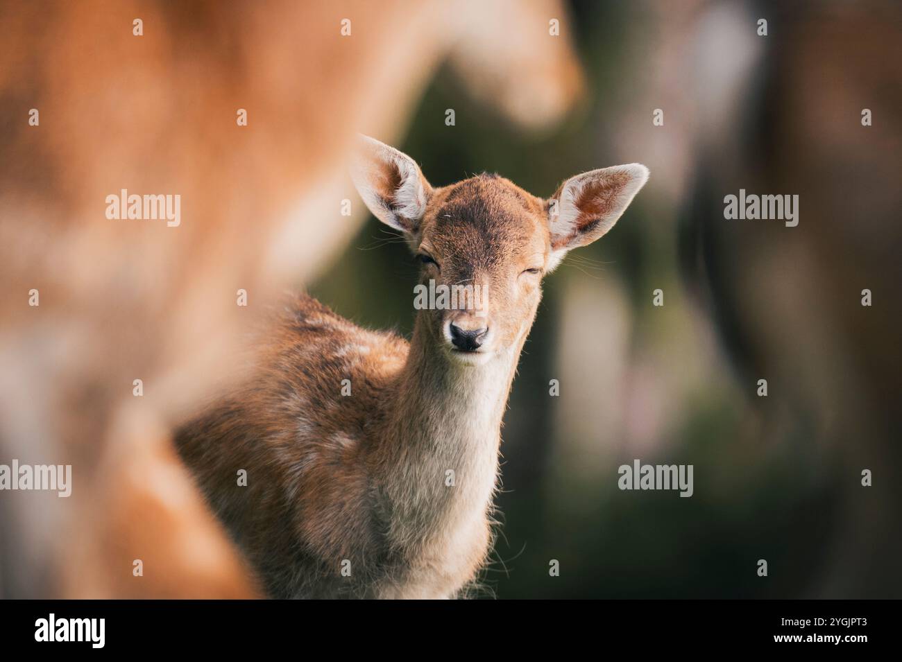 Ritratto di un giovane capriolo Foto Stock
