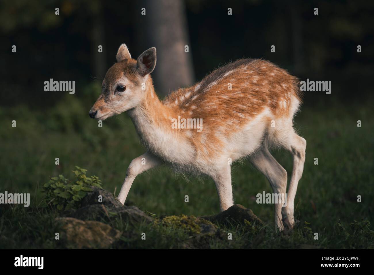 Giovane vitello di cervo incolto su un prato di fronte a una foresta in autunno Foto Stock