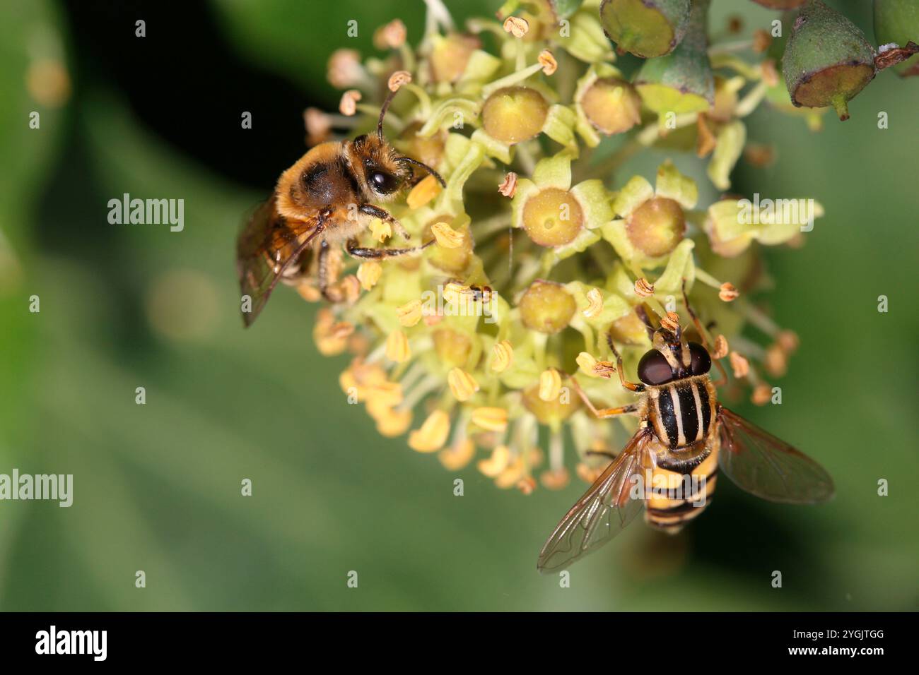 Fiore d'edera (Hedera Helix) con ape di seta d'edera (Colletes hederae) e hoverfly di palude comune (Helophilus pendulus) Foto Stock