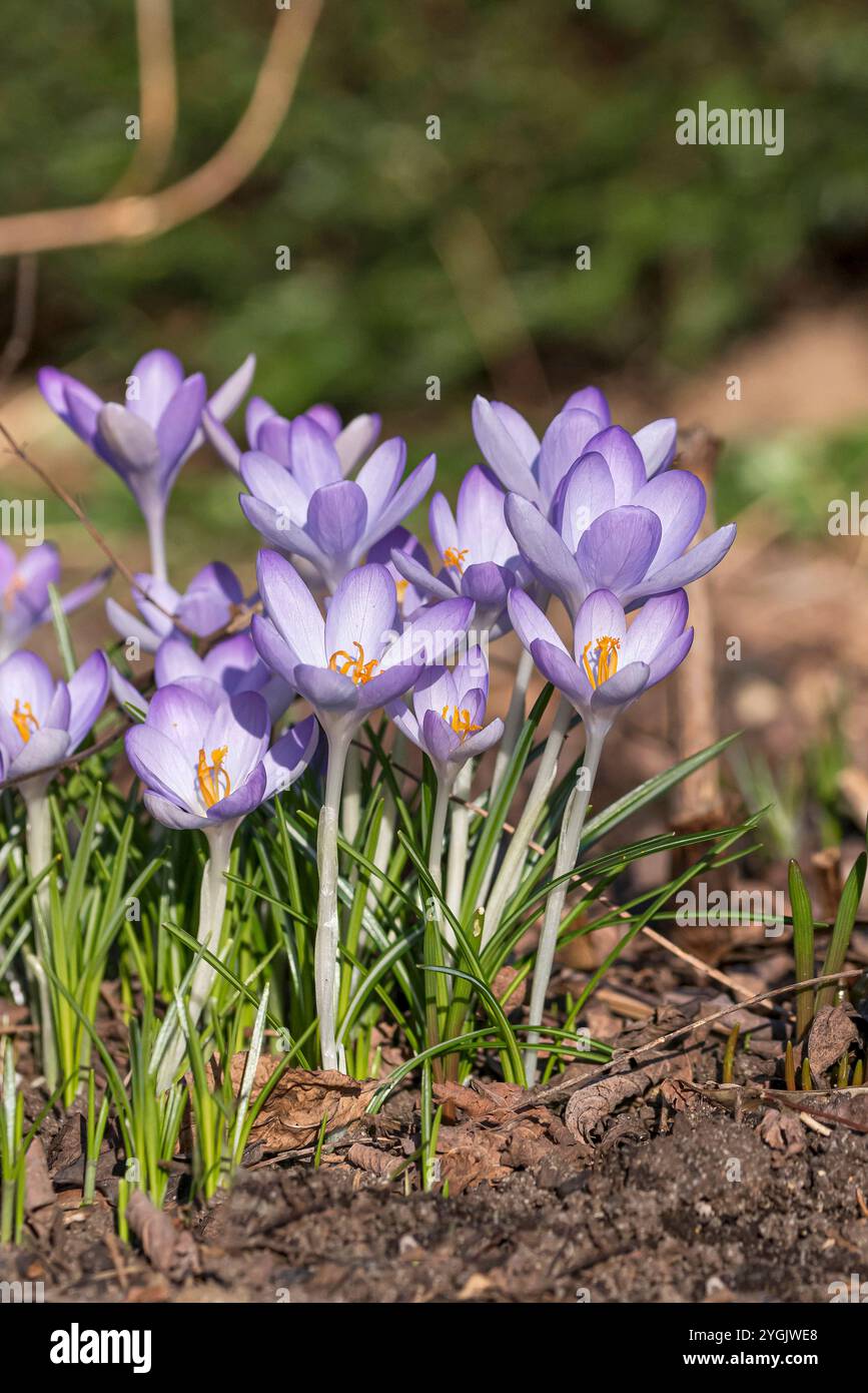 Crocus primitivo, Crocus del bosco, Crocus di Tomasini (Crocus tommasinianus), fioritura, Germania, Bundesrepublik Deutschland Foto Stock