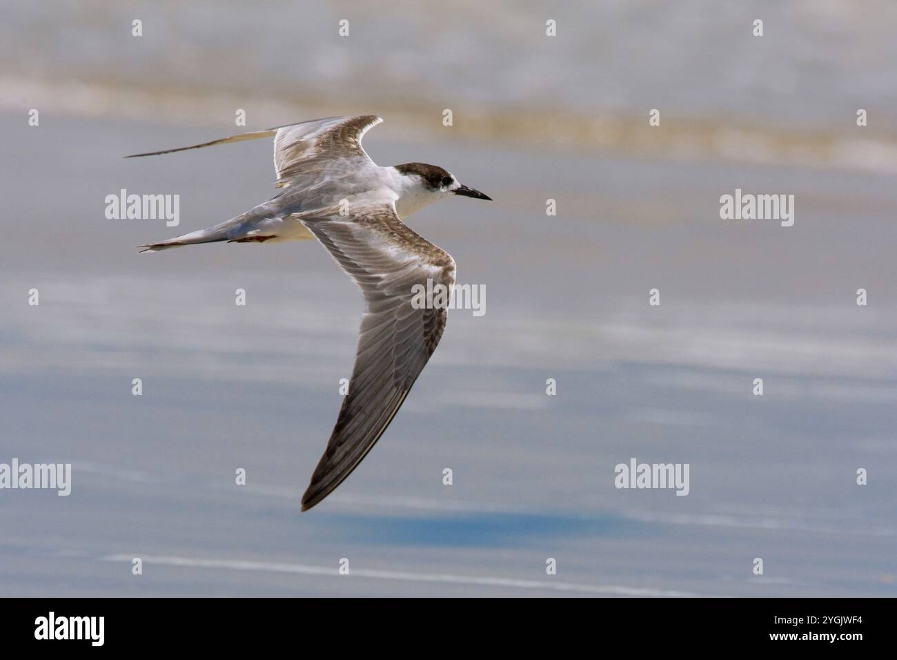 Terna dalle guance bianche (Sterna repressa), in volo sulla spiaggia, vista laterale, Oman, Salalah Foto Stock