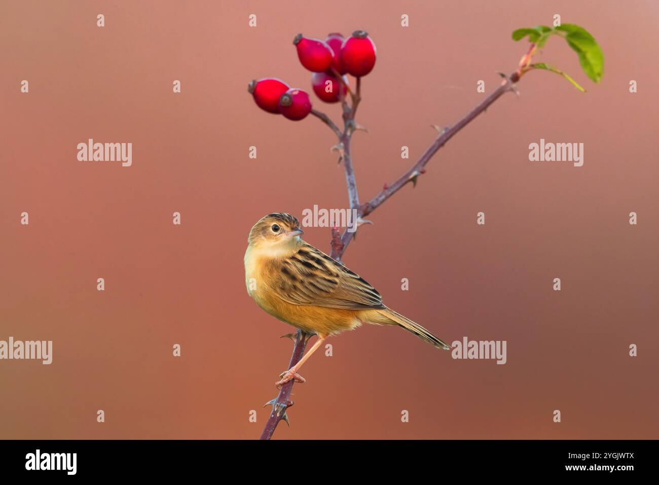 Cisticola a zecca, parula a coda di ventaglio striata (cisticola juncidis), appollaiata su un ramoscello di rose con fianchi di rosa, Italia, Toscana, piana fiorentina; stagno di Foto Stock
