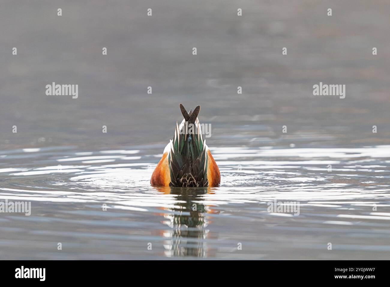 Shoveler settentrionale (Anas clypeata, Spatula clypeata), dabbling, Germania, Baviera, Kochelsee Foto Stock