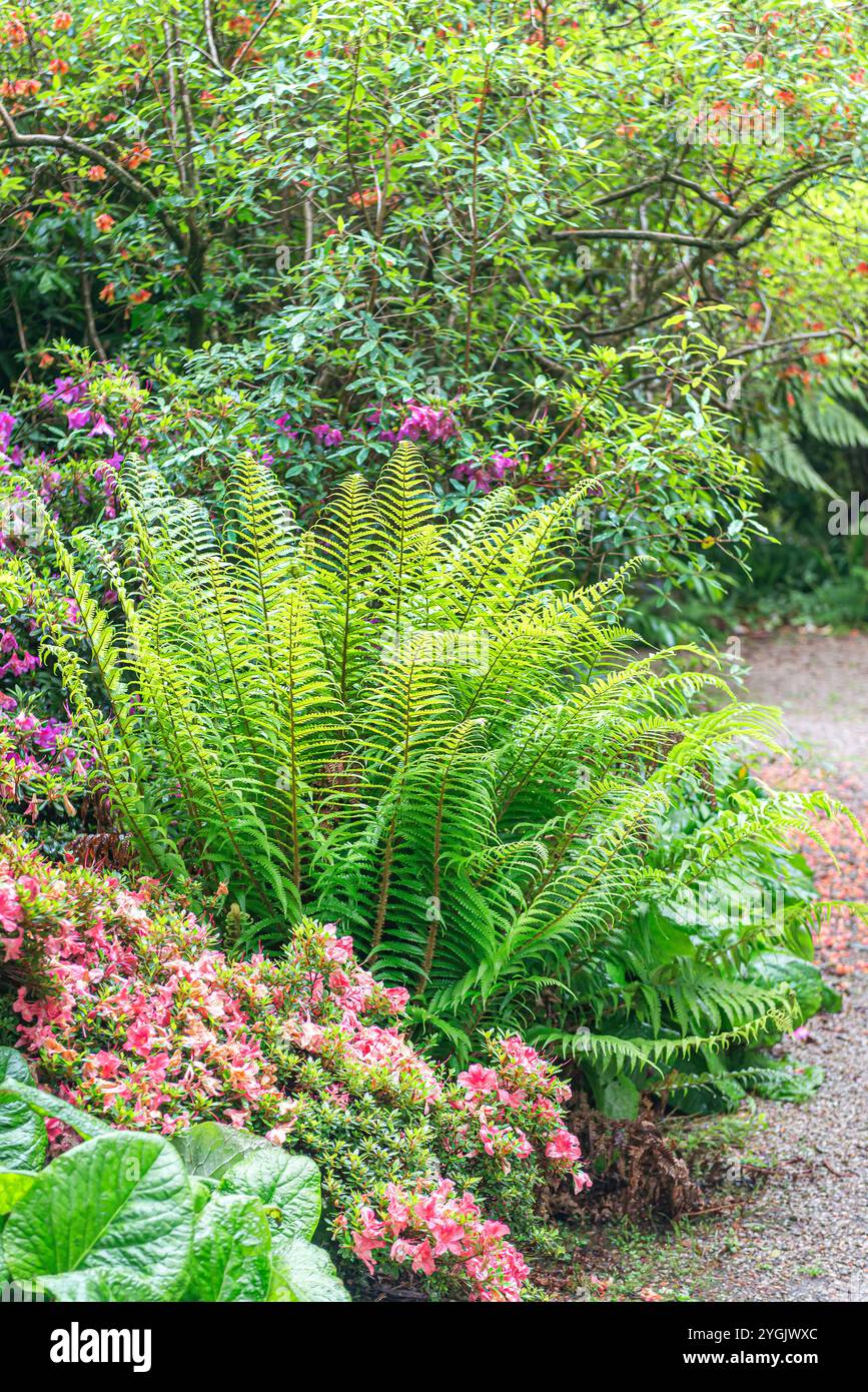 Golden Shield Fern, Scaly male Fern (Dryopteris affinis), piantato in un giardino, Europa, Bundesrepublik Deutschland Foto Stock