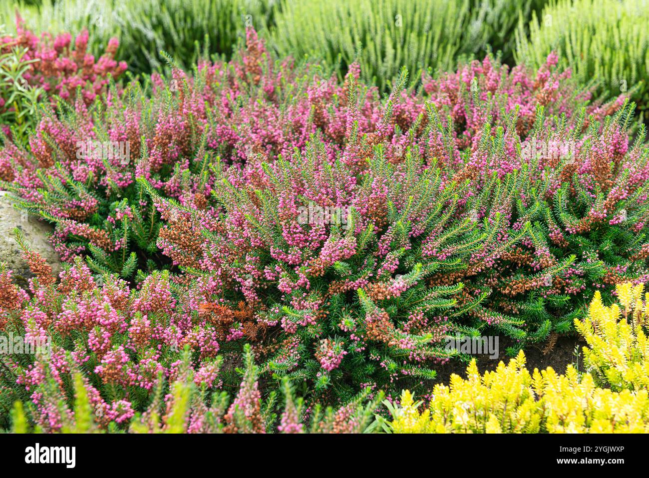 Salute della Cornovaglia, salute vagante (Erica vagans 'Mrs DF Maxwell', Erica vagans Mrs DF Maxwell), fioritura, varietà Mrs DF Maxwell, Europa, Bundesrepublik Foto Stock