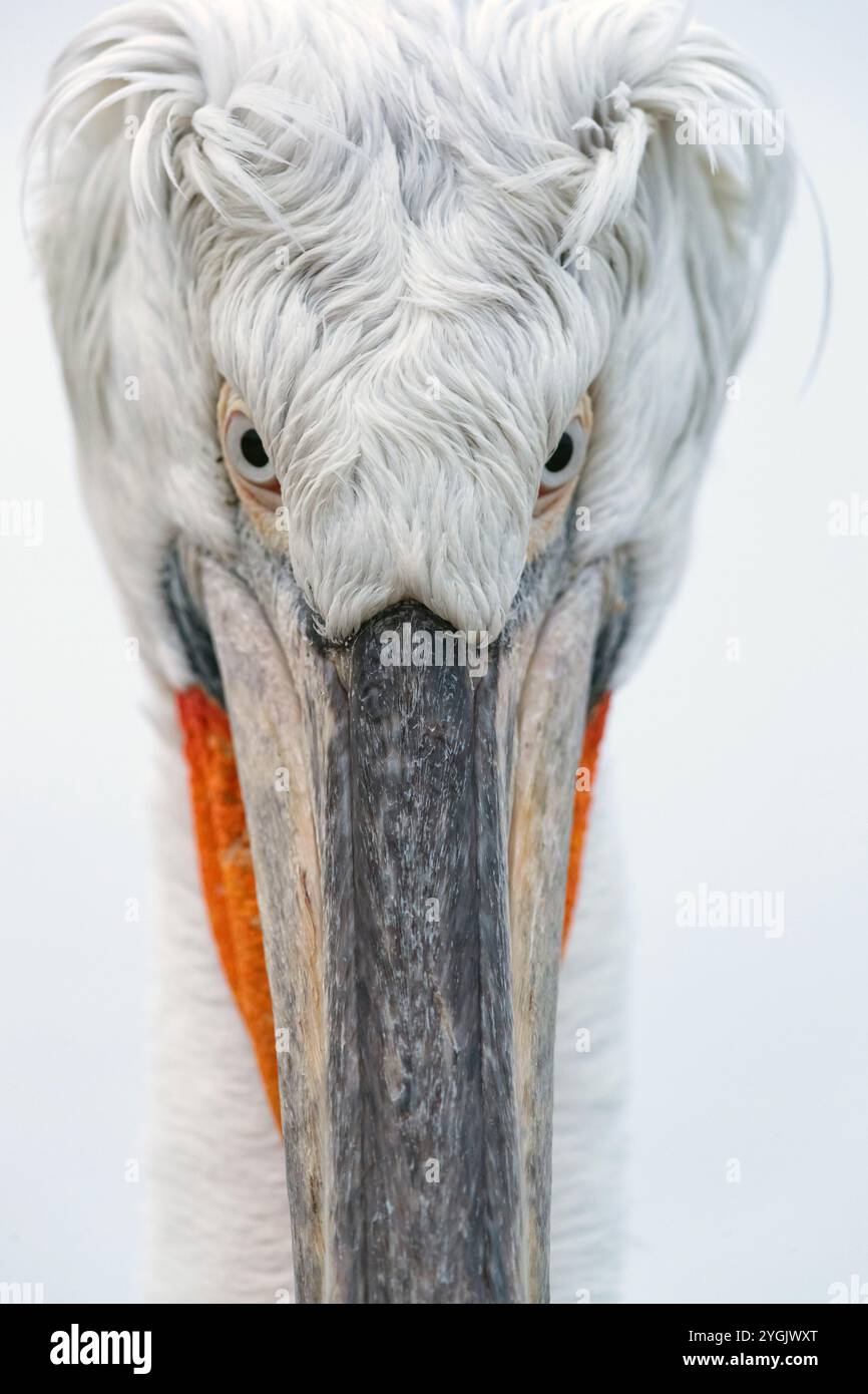 Pellicano dalmata (Pelecanus crispus), ritratto, Grecia, il lago di Kerkini Foto Stock