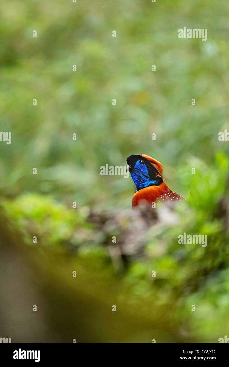 Il tragopan di Temminck (Tragopan temminckii), maschile guarda fuori dalla vegetazione, Cina, Sichuan, Qingchuan Foto Stock