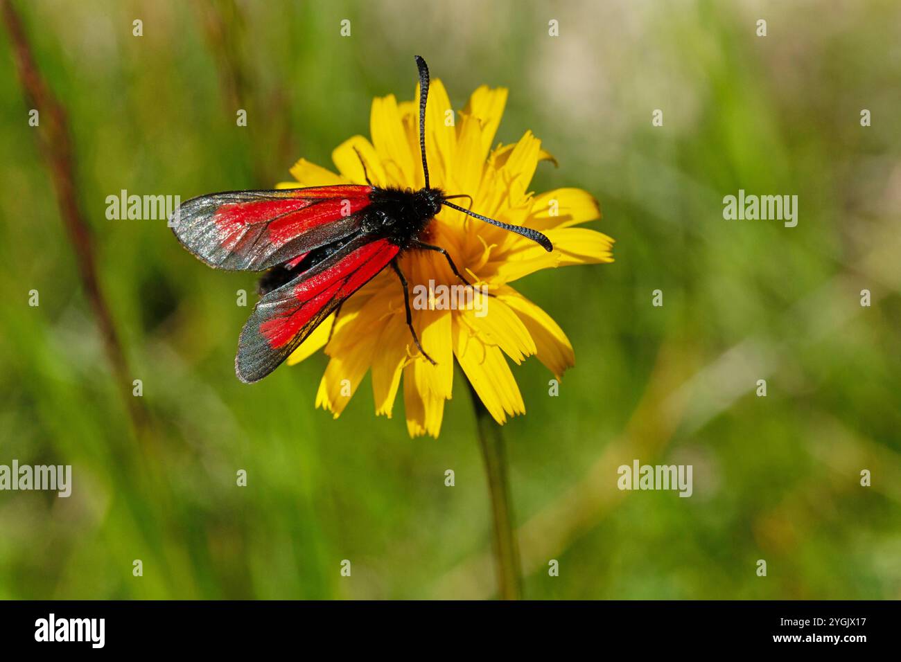 burnet trasparente (Zygaena purpurpuralis), seduto su un composito, Austria, Tirolo Foto Stock