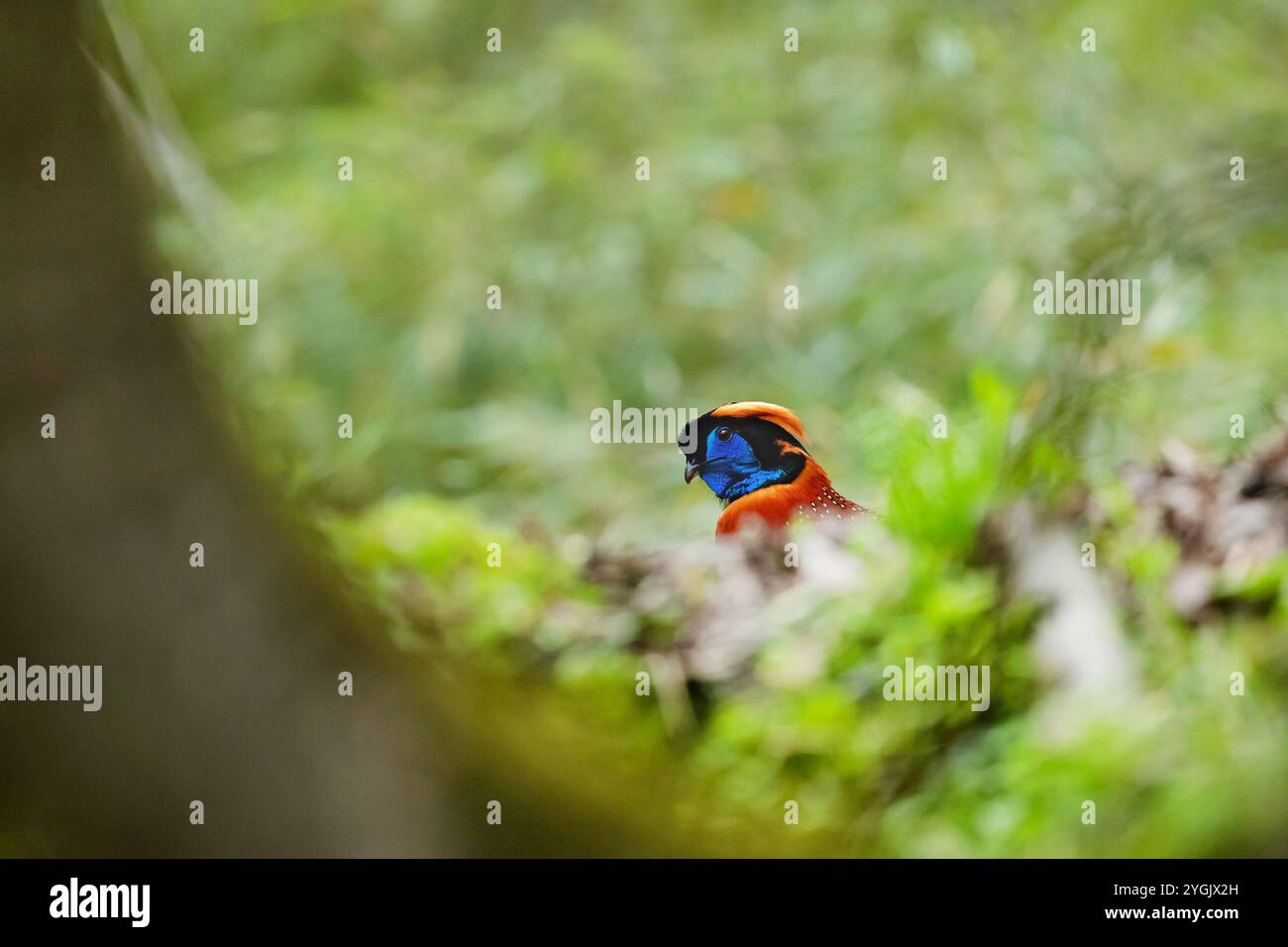 Il tragopan di Temminck (Tragopan temminckii), maschile guarda fuori dalla vegetazione, Cina, Sichuan, Qingchuan Foto Stock